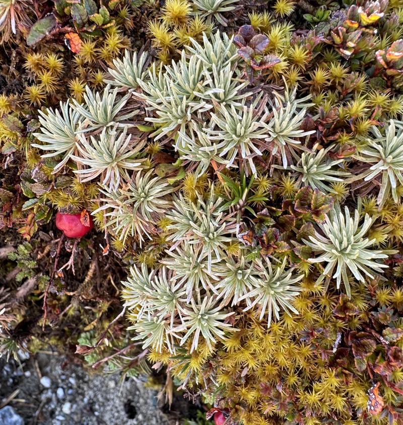 Celmisia sessiliflora photo 3