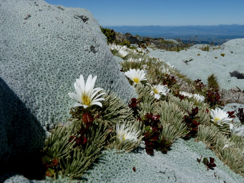 Celmisia sessiliflora photo 4