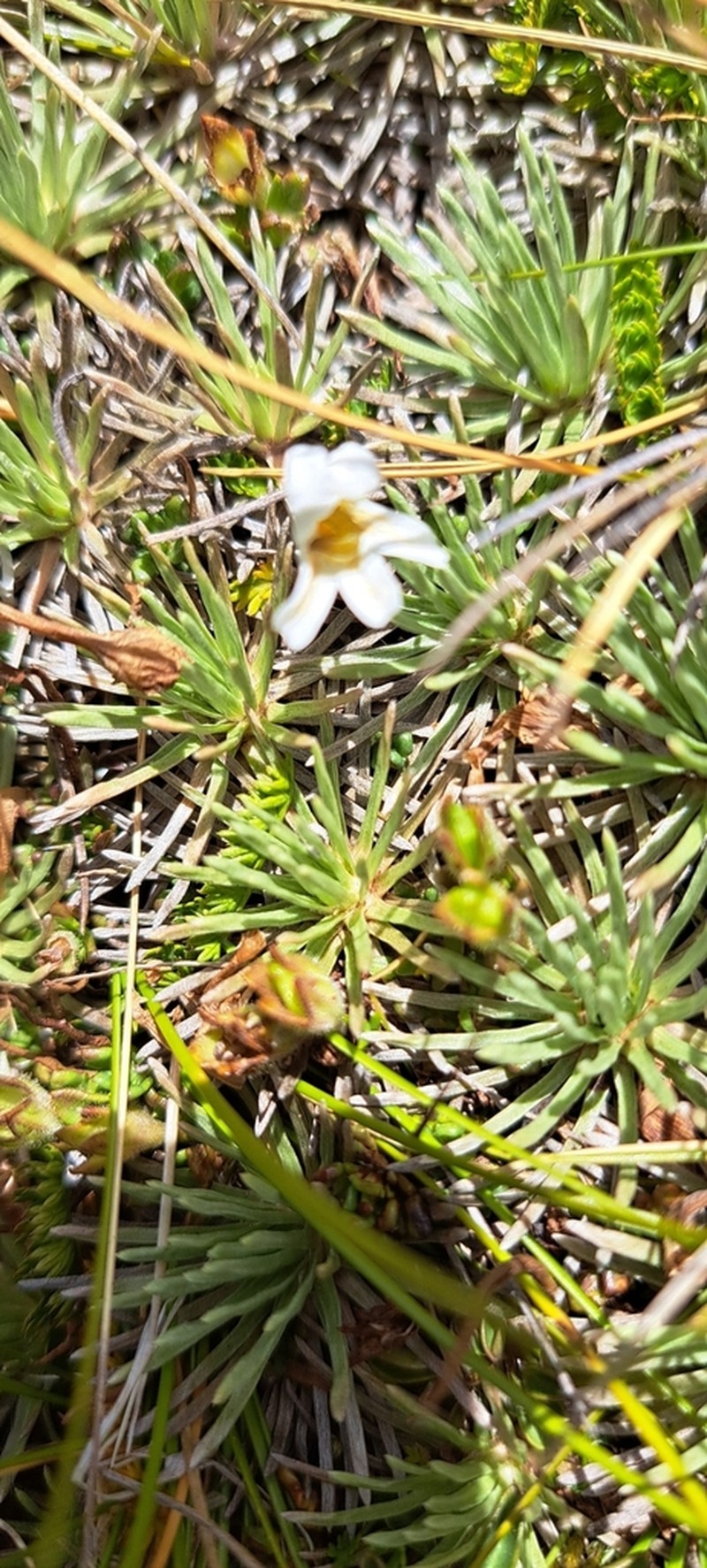 Celmisia sessiliflora photo 5