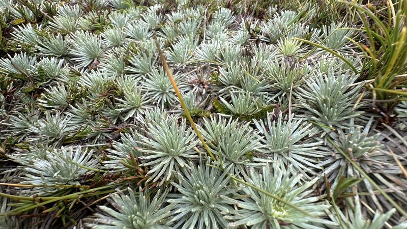 Celmisia sessiliflora photo 6