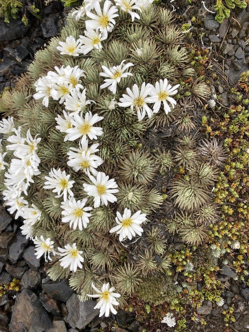 Celmisia sessiliflora photo 7