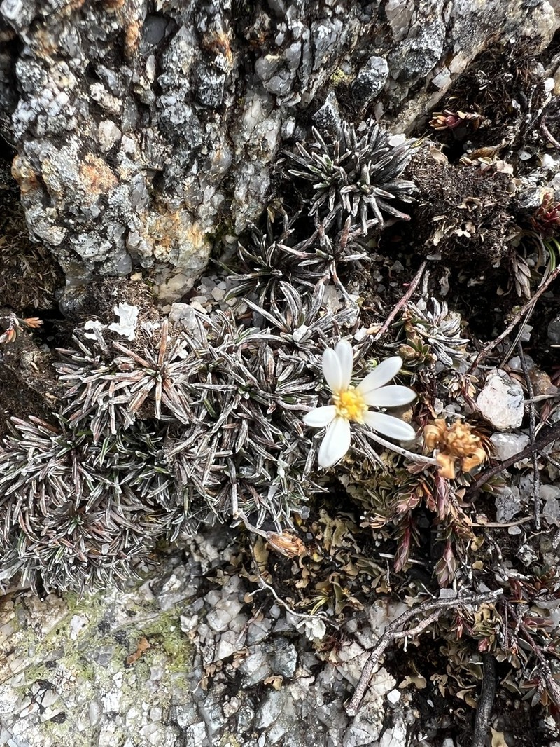 Celmisia similis