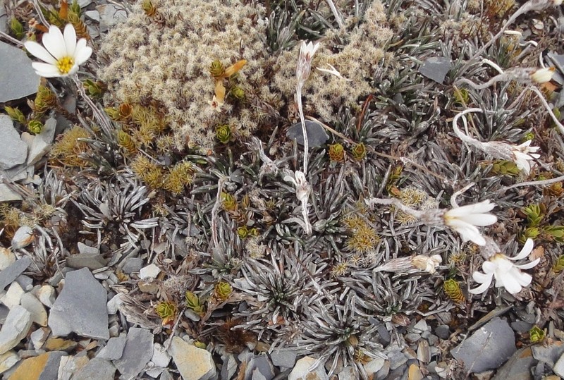 Celmisia similis photo 2