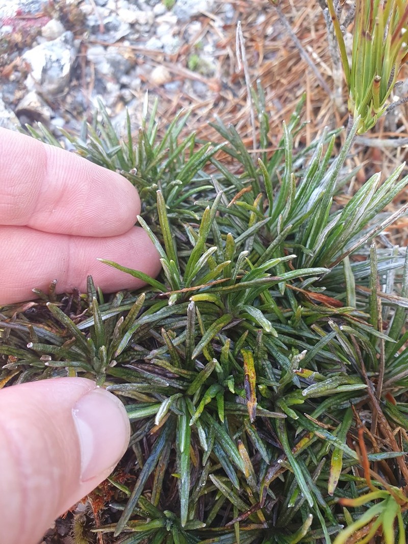 Celmisia similis photo 3