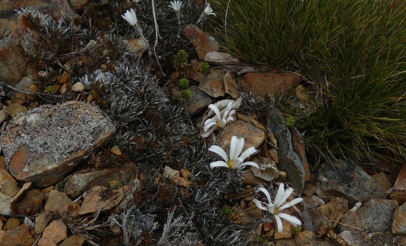 Celmisia similis photo 4