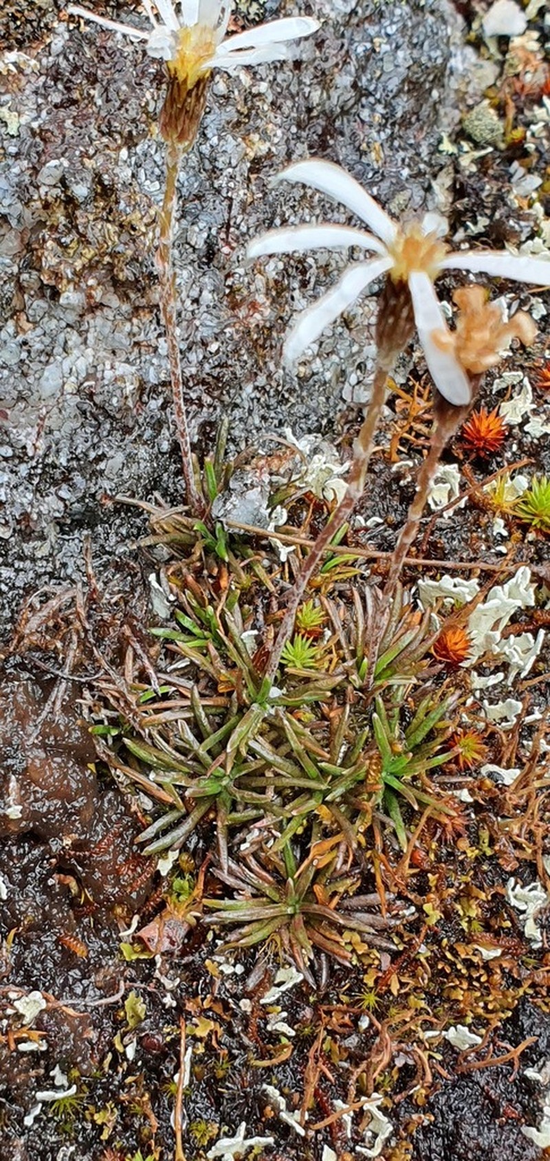 Celmisia similis photo 6