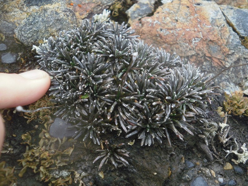 Celmisia similis photo 7