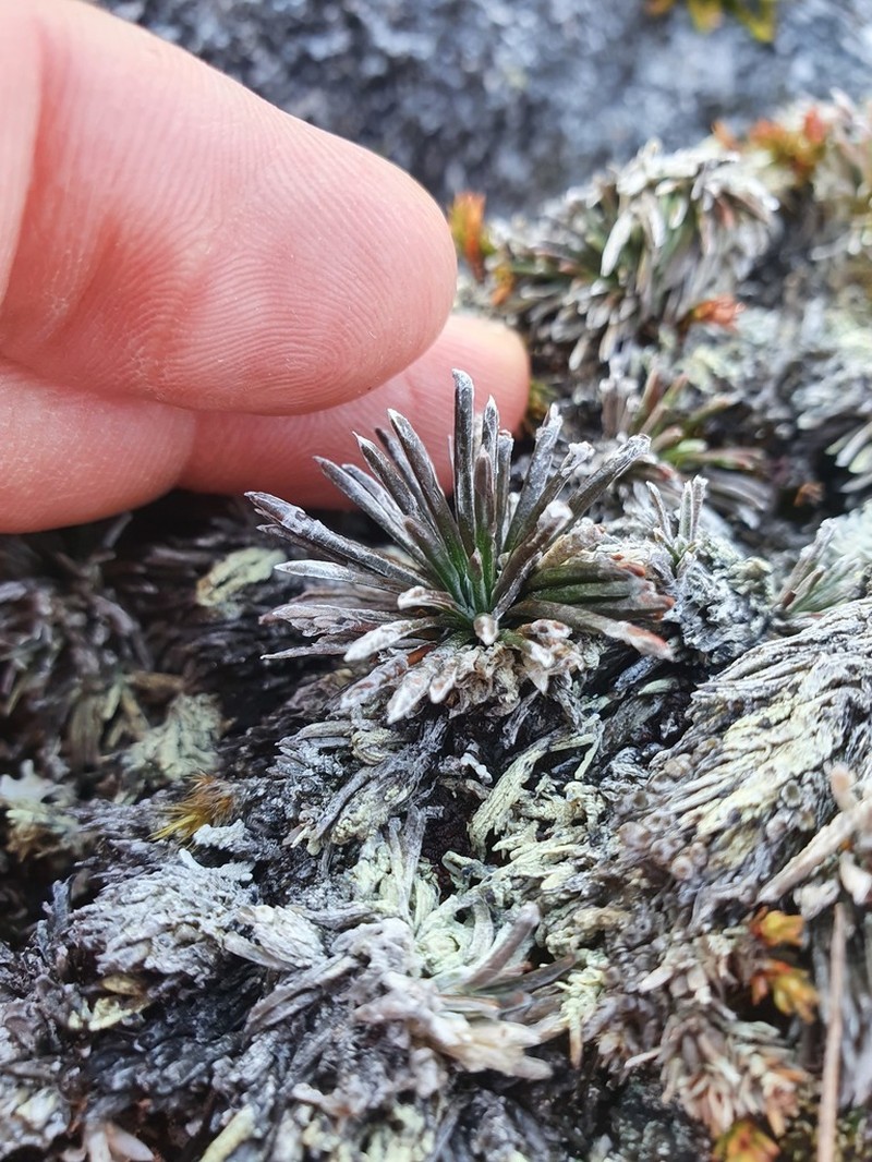 Celmisia similis photo 8