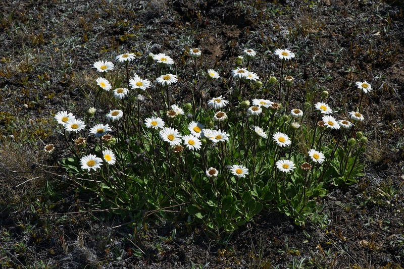 Celmisia sinclairii