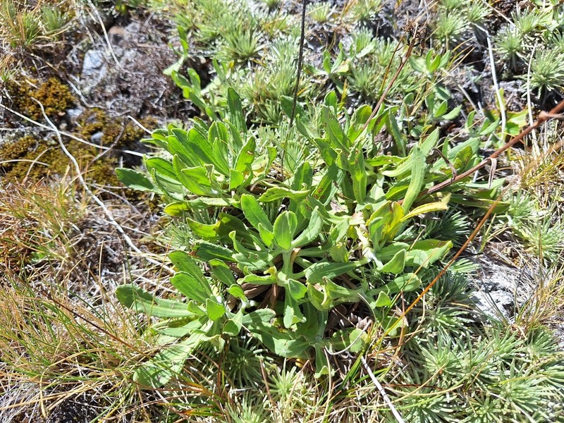 Celmisia sinclairii photo 2