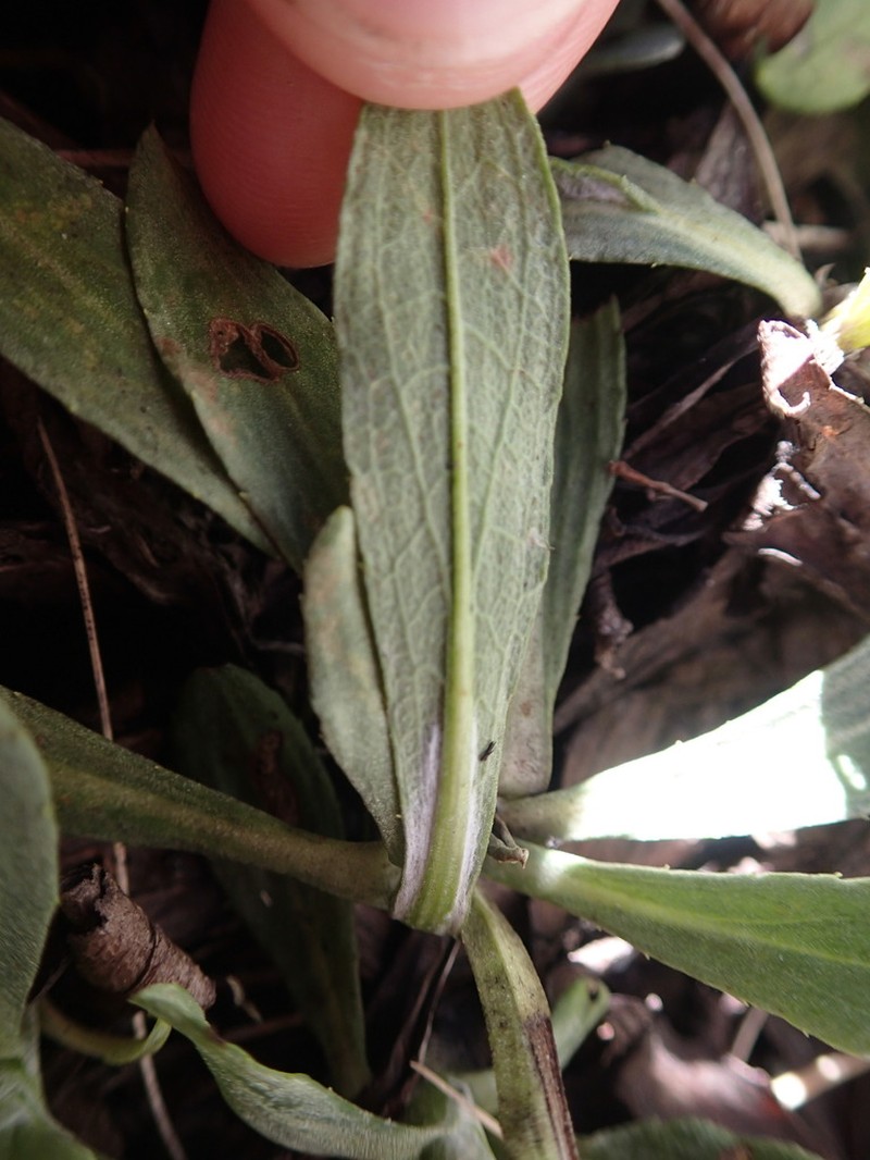 Celmisia sinclairii photo 3