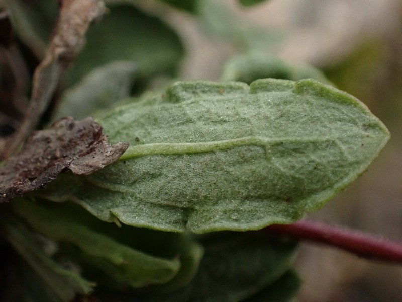 Celmisia sinclairii photo 5