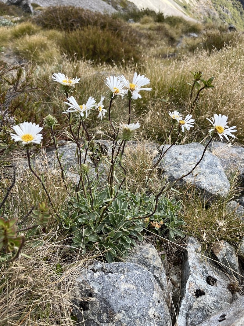 Celmisia sinclairii photo 6