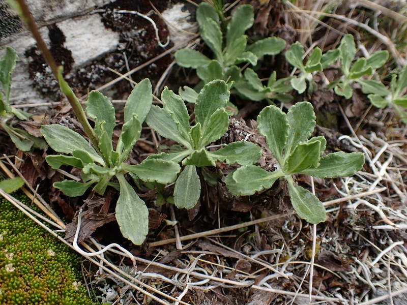 Celmisia sinclairii photo 7