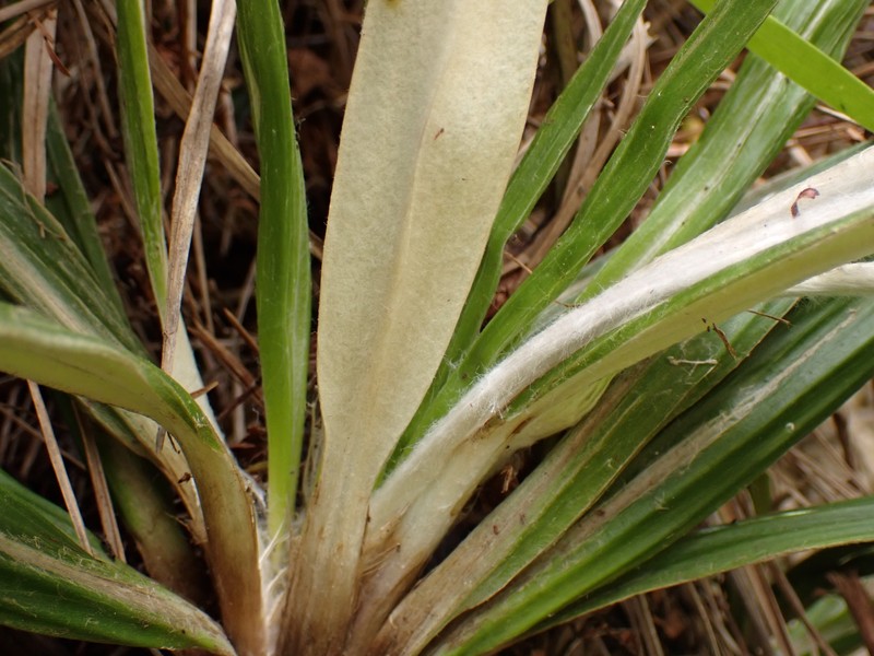 Celmisia spectabilis subsp. lanceolata