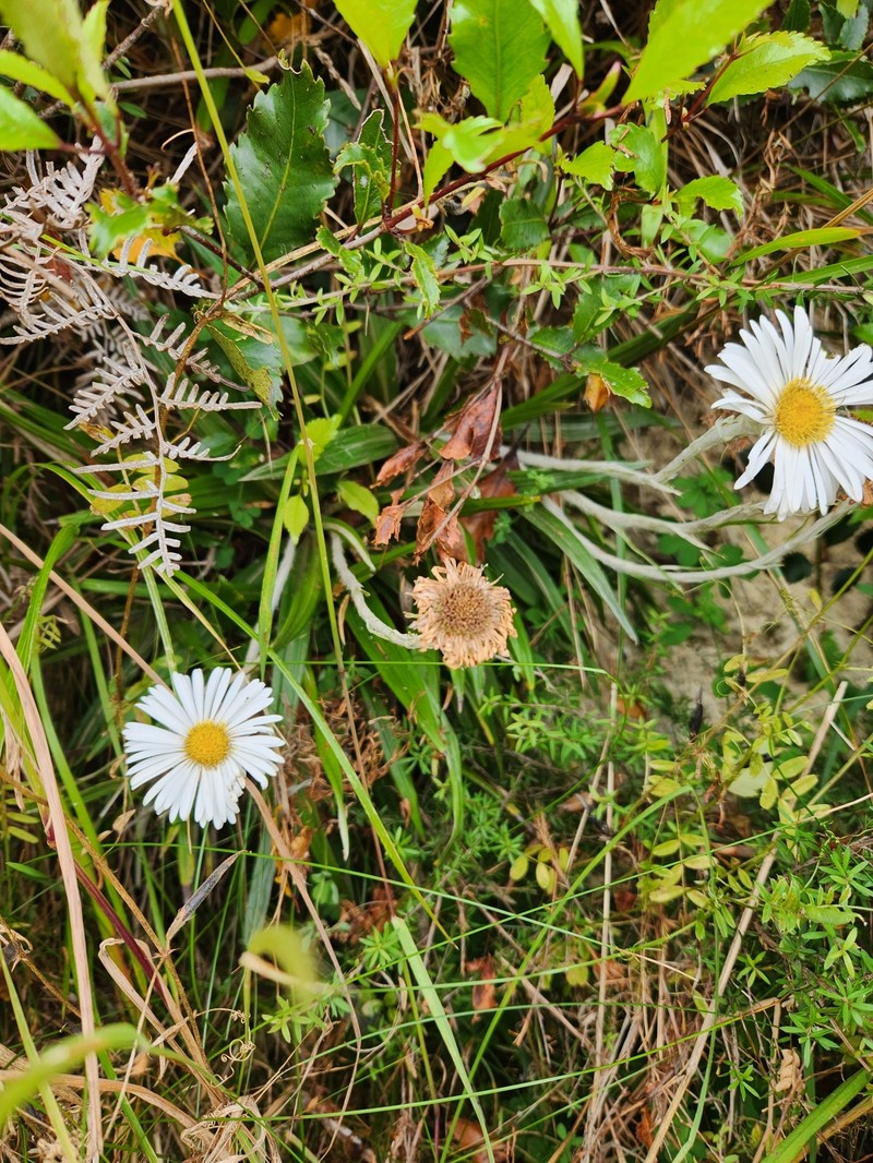 Celmisia spectabilis subsp. lanceolata photo 2