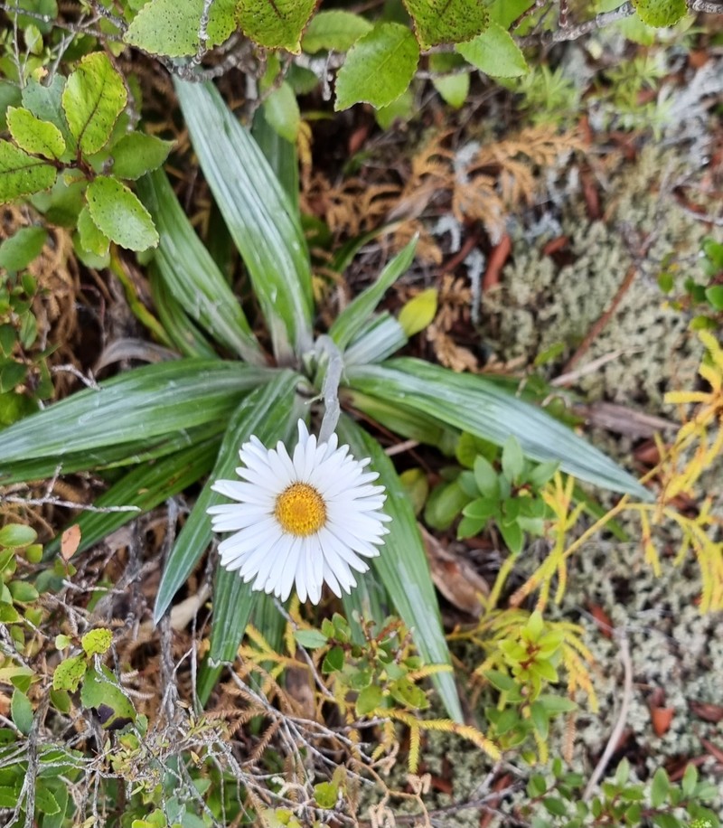 Celmisia spectabilis subsp. lanceolata photo 3