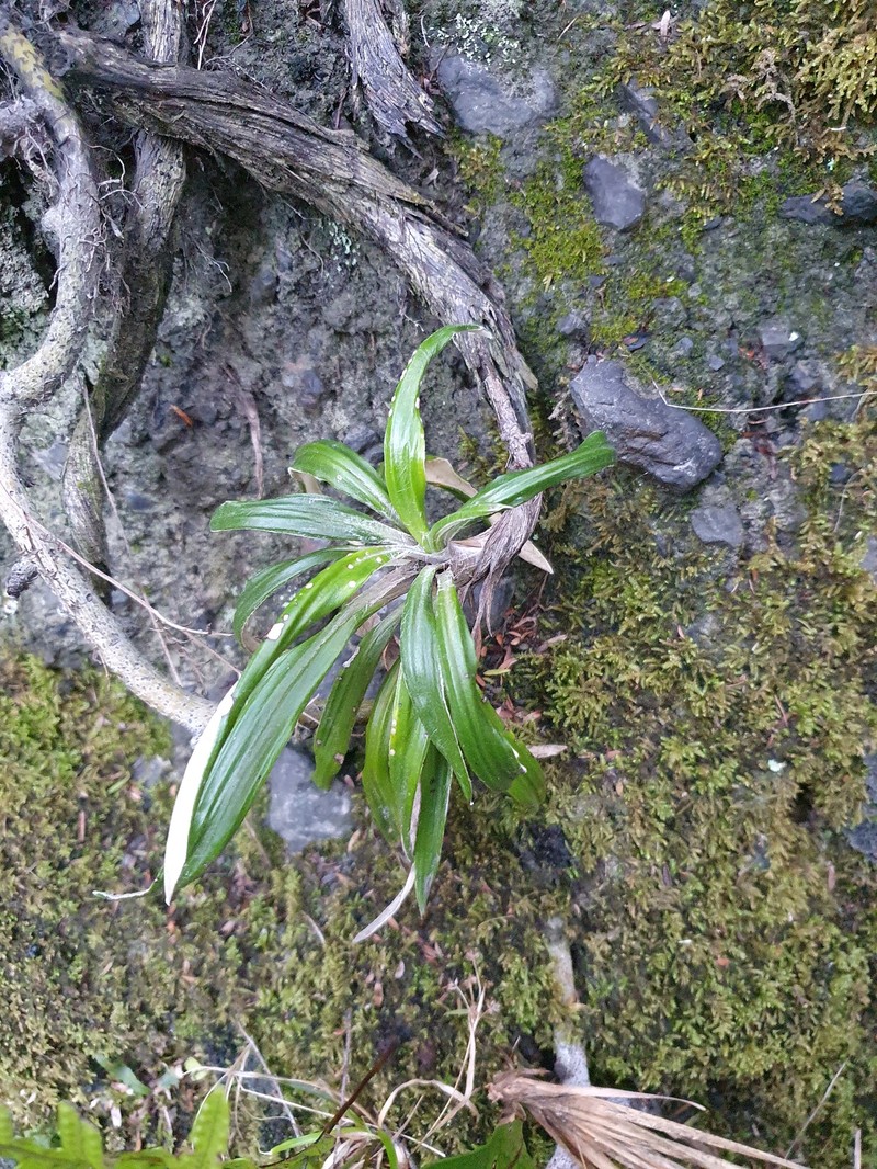 Celmisia spectabilis subsp. lanceolata photo 4