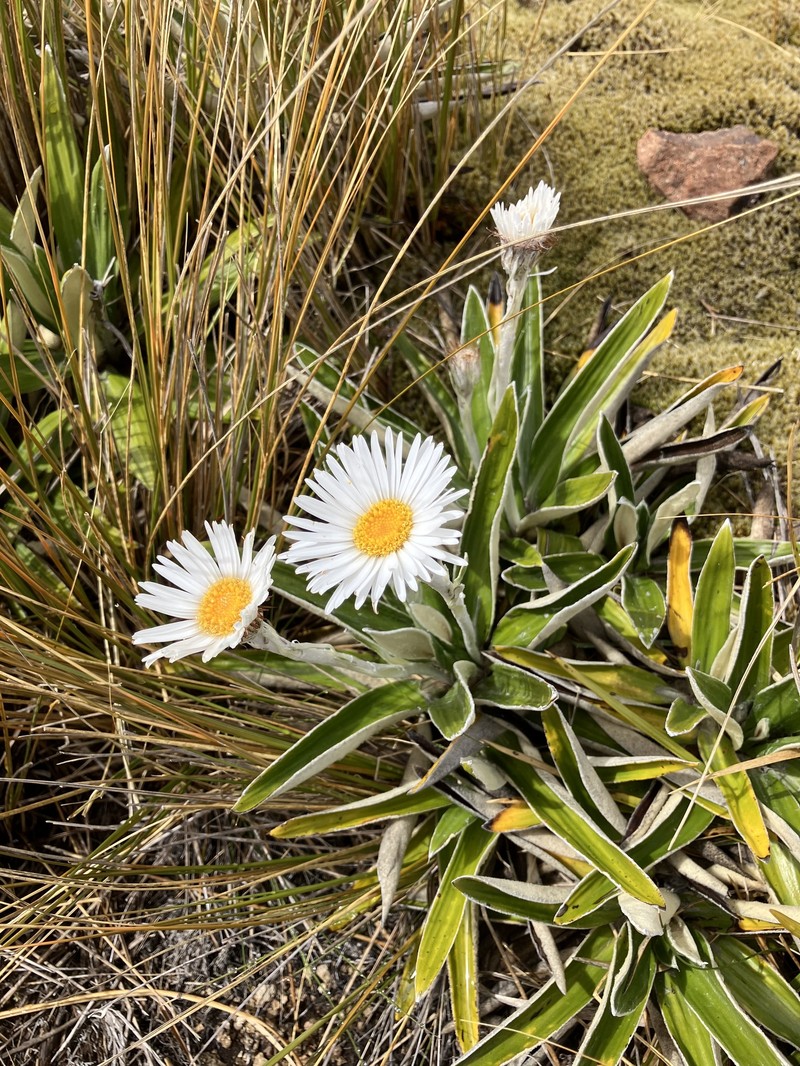 Celmisia spectabilis subsp. magnifica