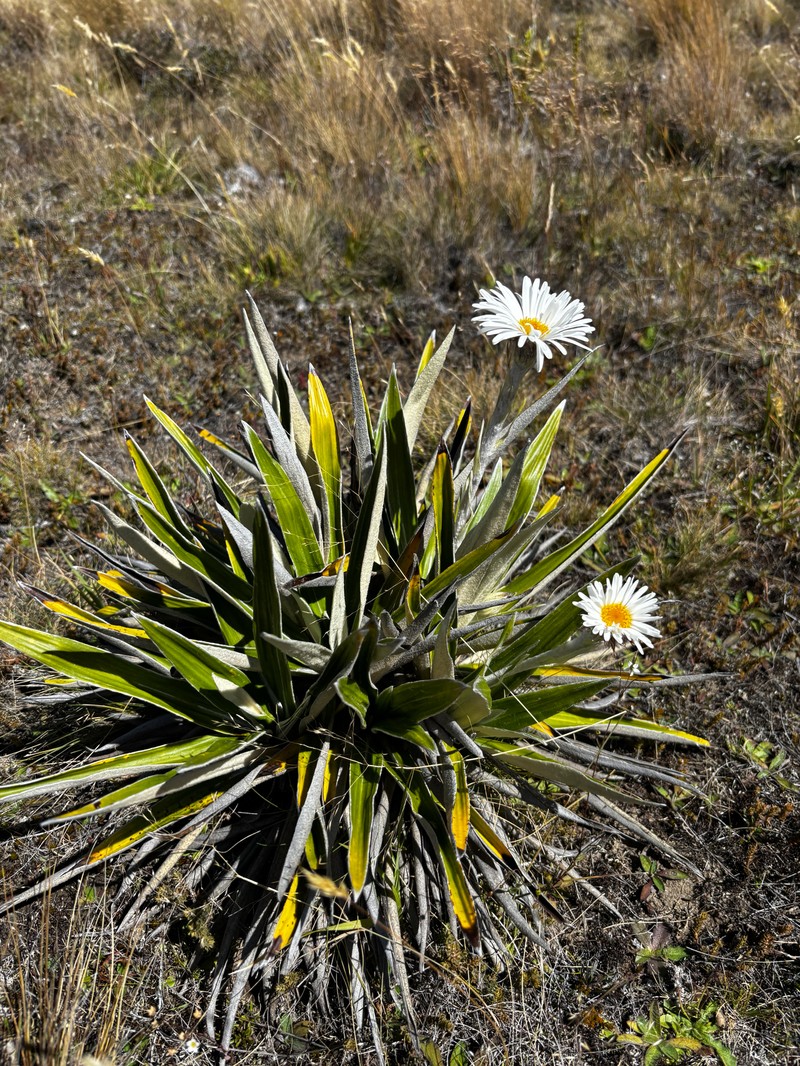 Celmisia spectabilis subsp. magnifica photo 2
