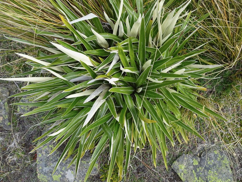 Celmisia spectabilis subsp. magnifica photo 3
