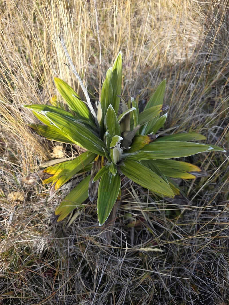 Celmisia spectabilis subsp. magnifica photo 4