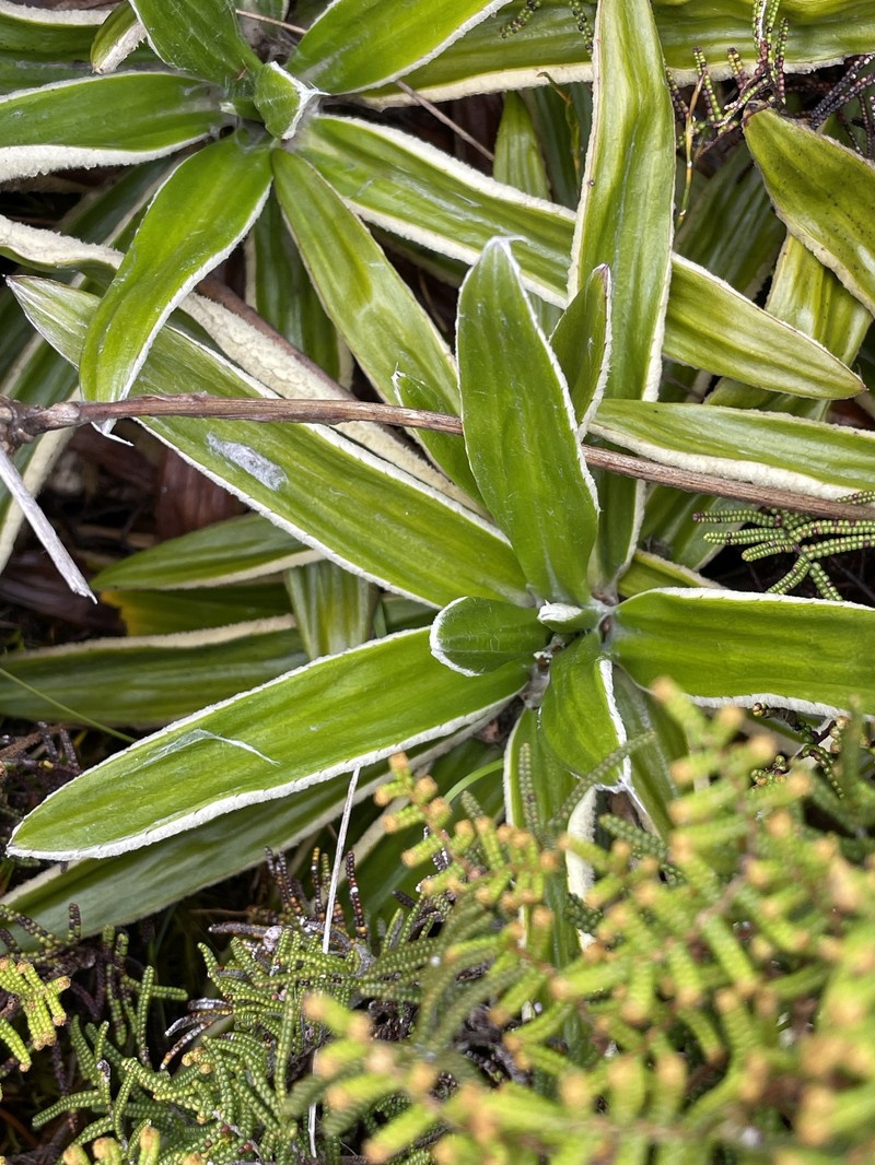 Celmisia spectabilis subsp. spectabilis