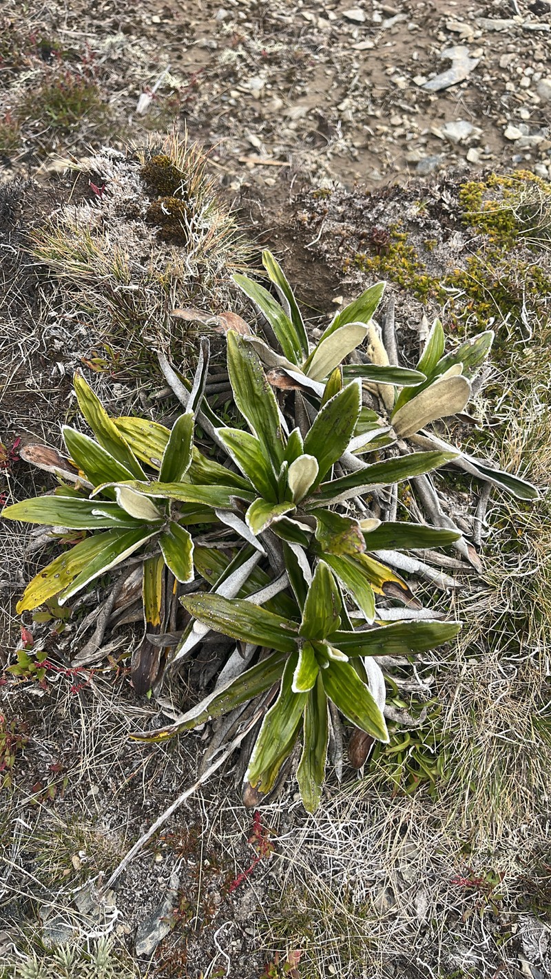Celmisia spectabilis subsp. spectabilis photo 2