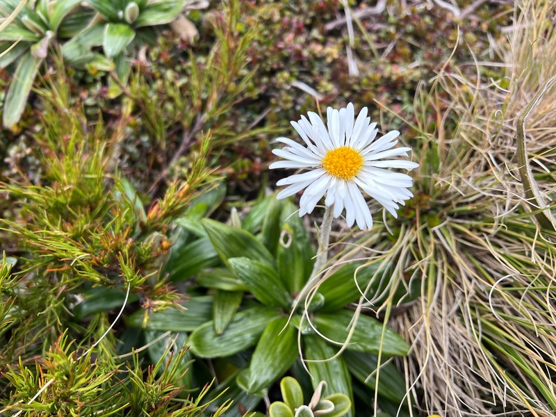 Celmisia spectabilis subsp. spectabilis photo 3