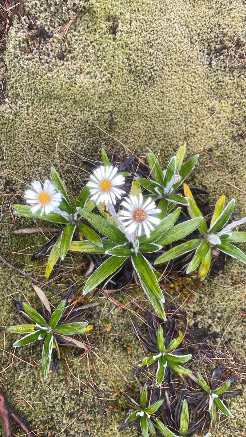 Celmisia spectabilis subsp. spectabilis photo 4