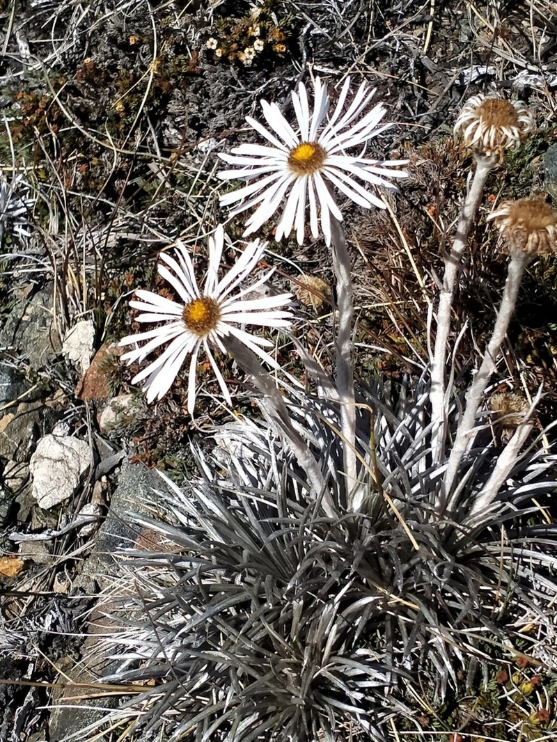 Celmisia spedenii