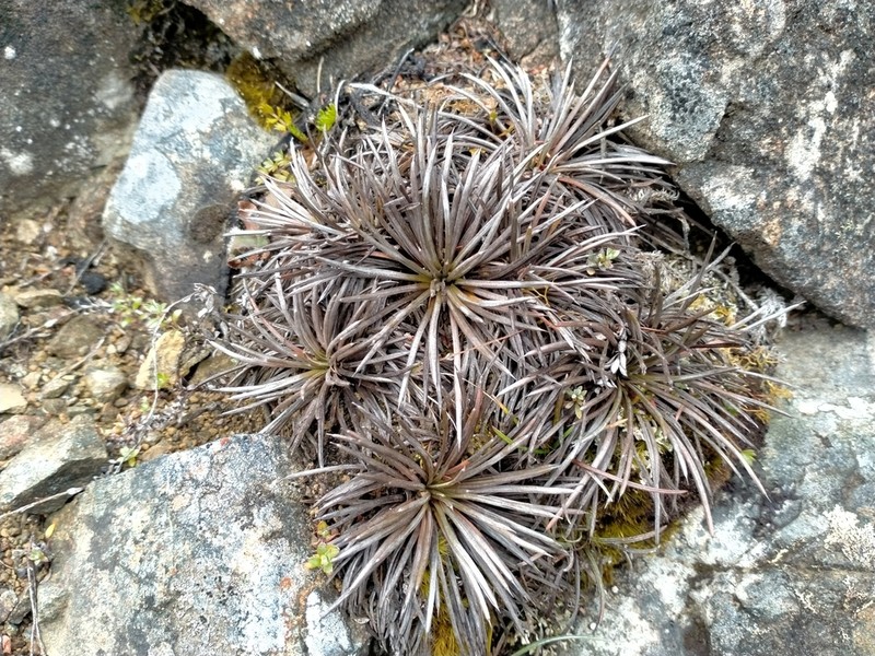 Celmisia spedenii photo 2