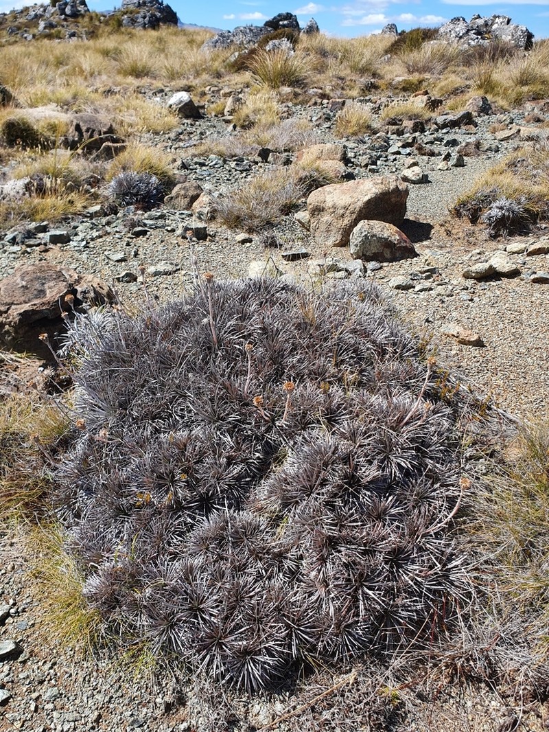 Celmisia spedenii photo 3