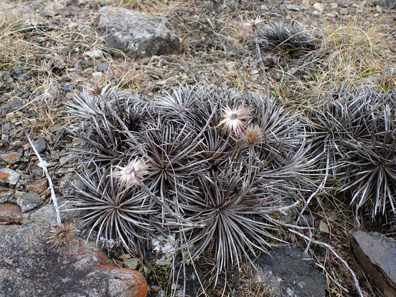 Celmisia spedenii photo 4