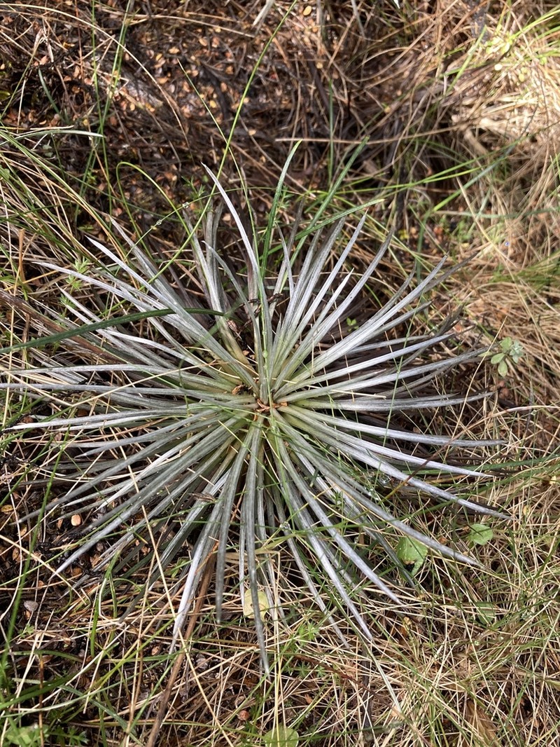 Celmisia spedenii photo 5