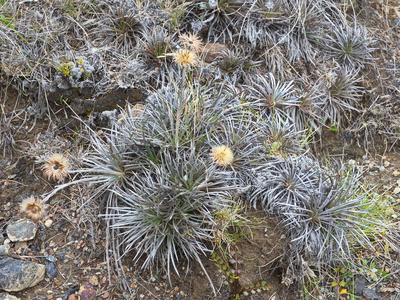 Celmisia spedenii photo 6