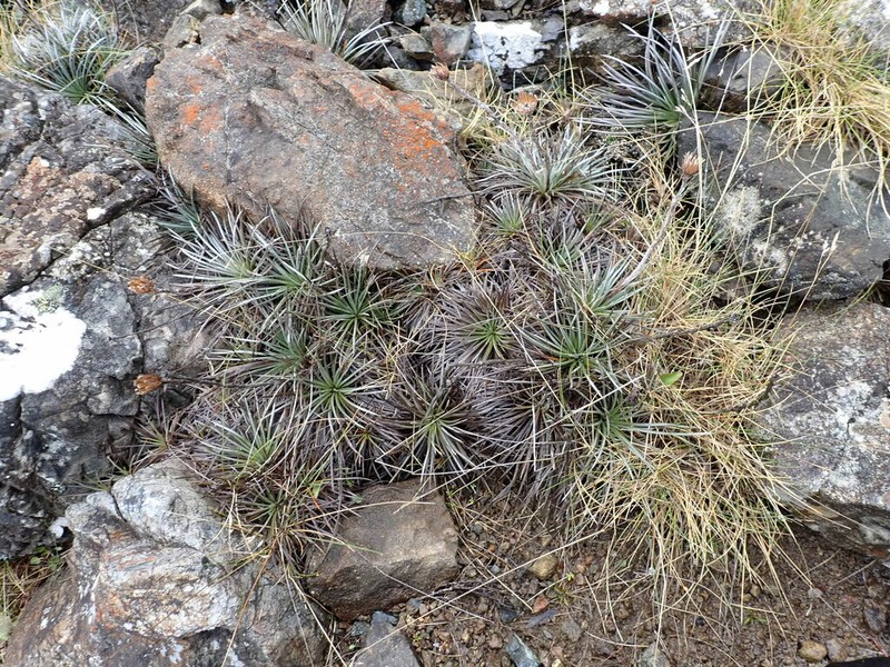 Celmisia spedenii photo 7