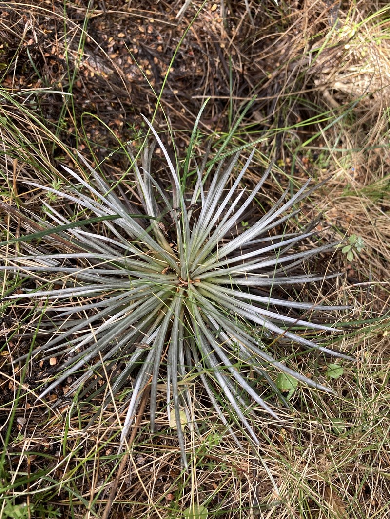 Celmisia spedenii photo 8