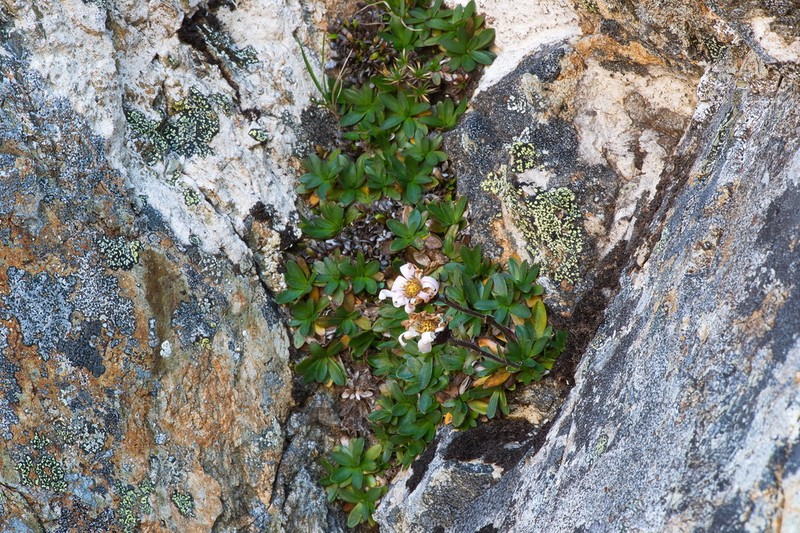 Celmisia thomsonii