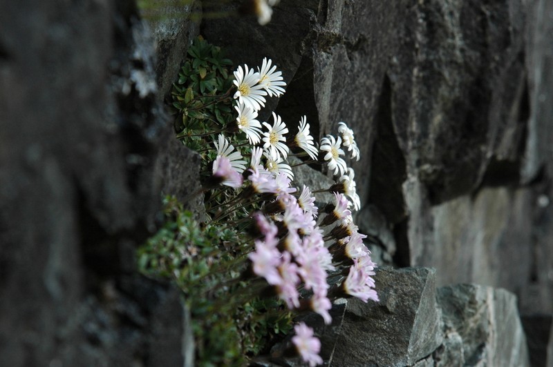 Celmisia thomsonii photo 2