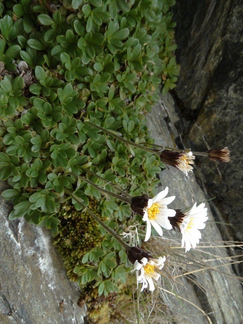 Celmisia thomsonii photo 3