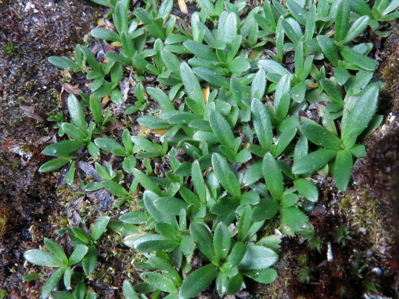 Celmisia thomsonii photo 5