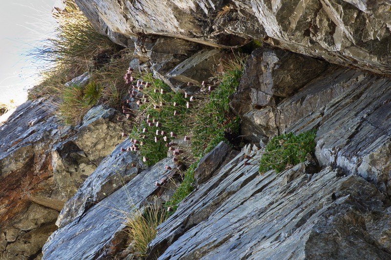 Celmisia thomsonii photo 6