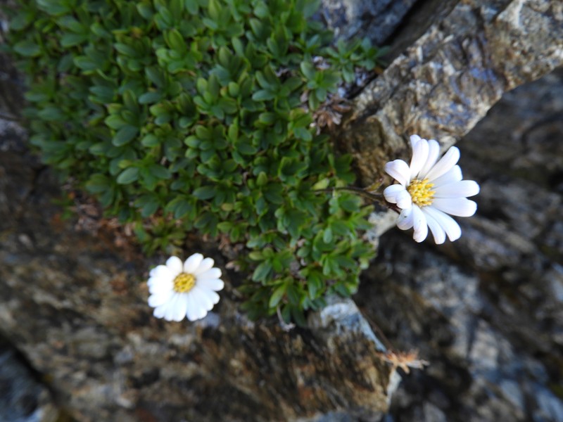 Celmisia thomsonii photo 7