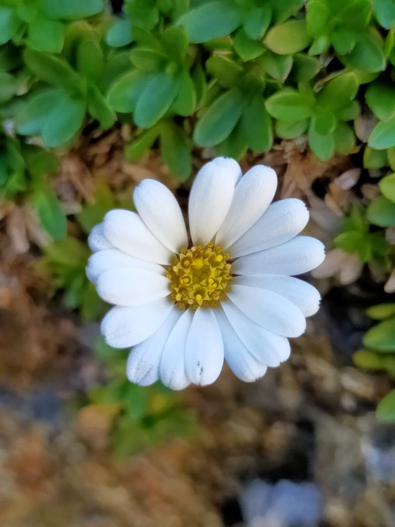 Celmisia thomsonii photo 8