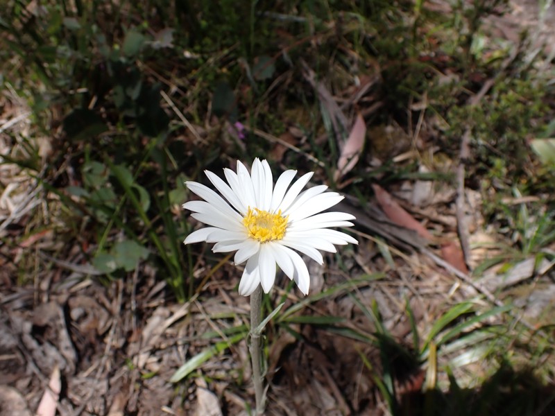 Celmisia tomentella
