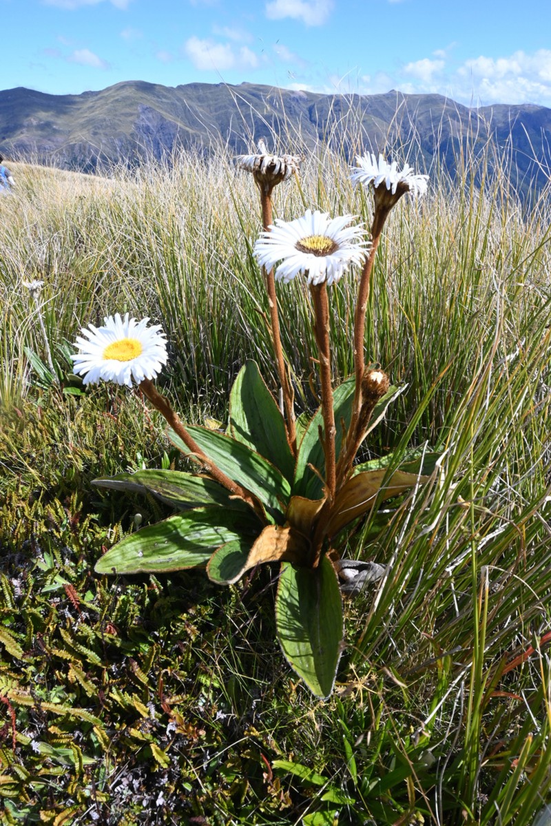 Celmisia traversii