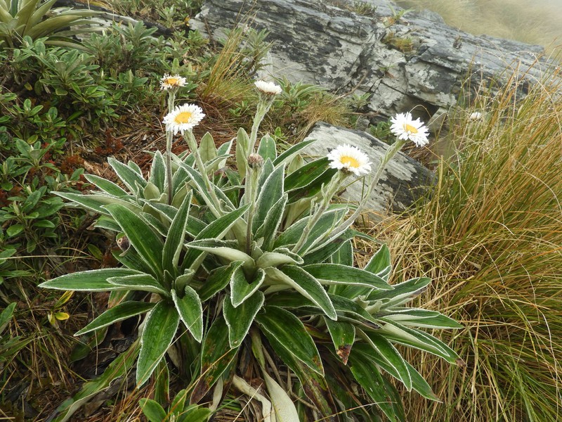 Celmisia verbascifolia