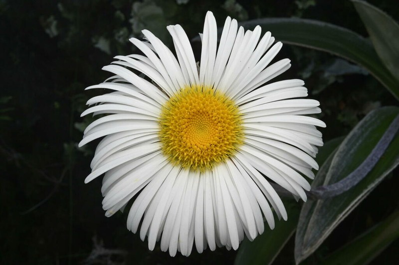 Celmisia verbascifolia photo 3