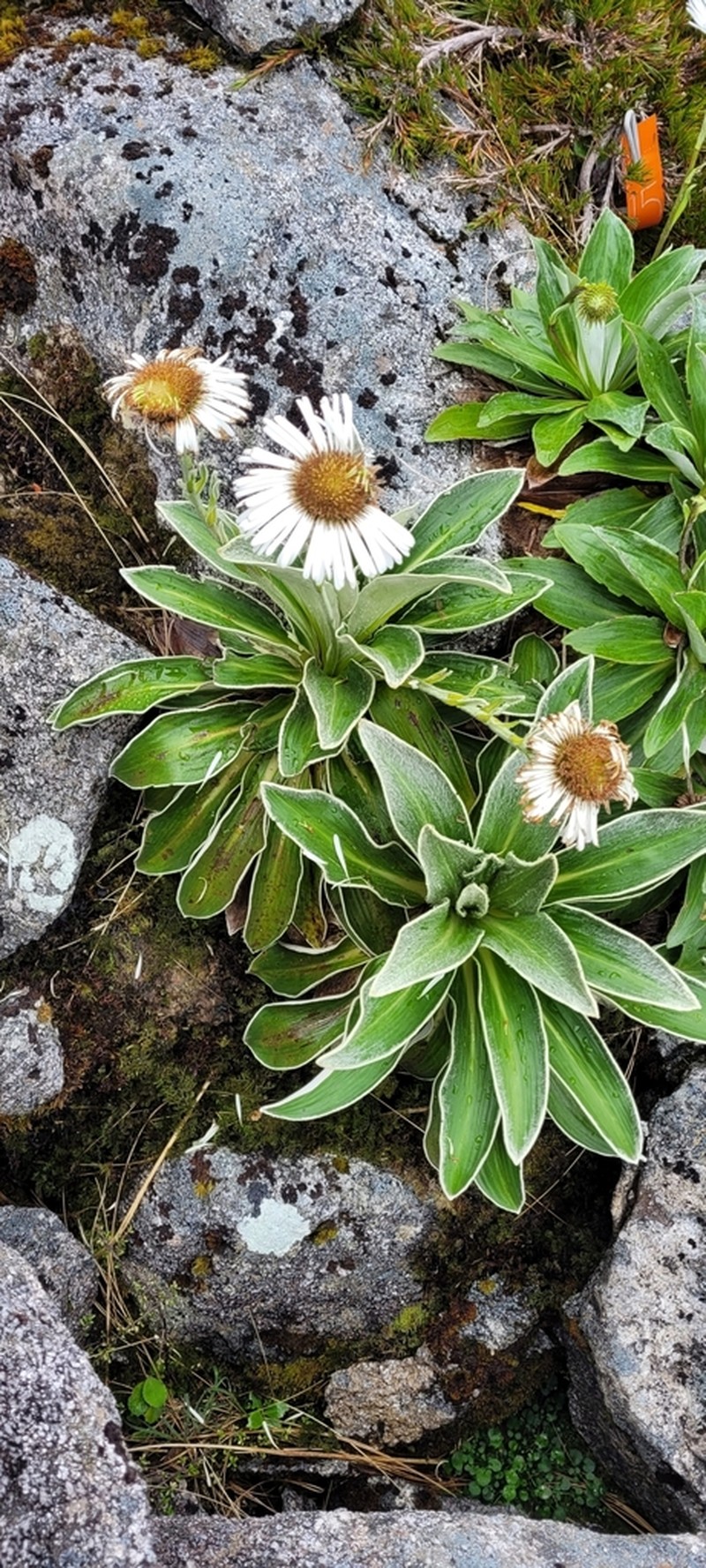 Celmisia verbascifolia photo 4
